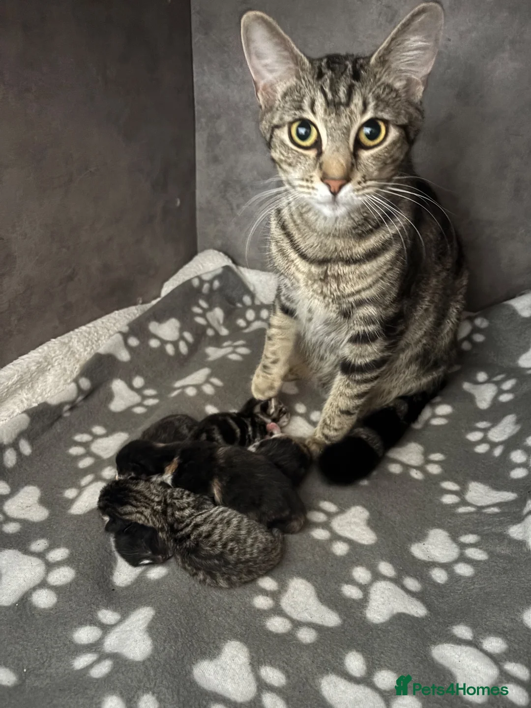 Mixed Breed cats for sale: Kittens - Advert 1
