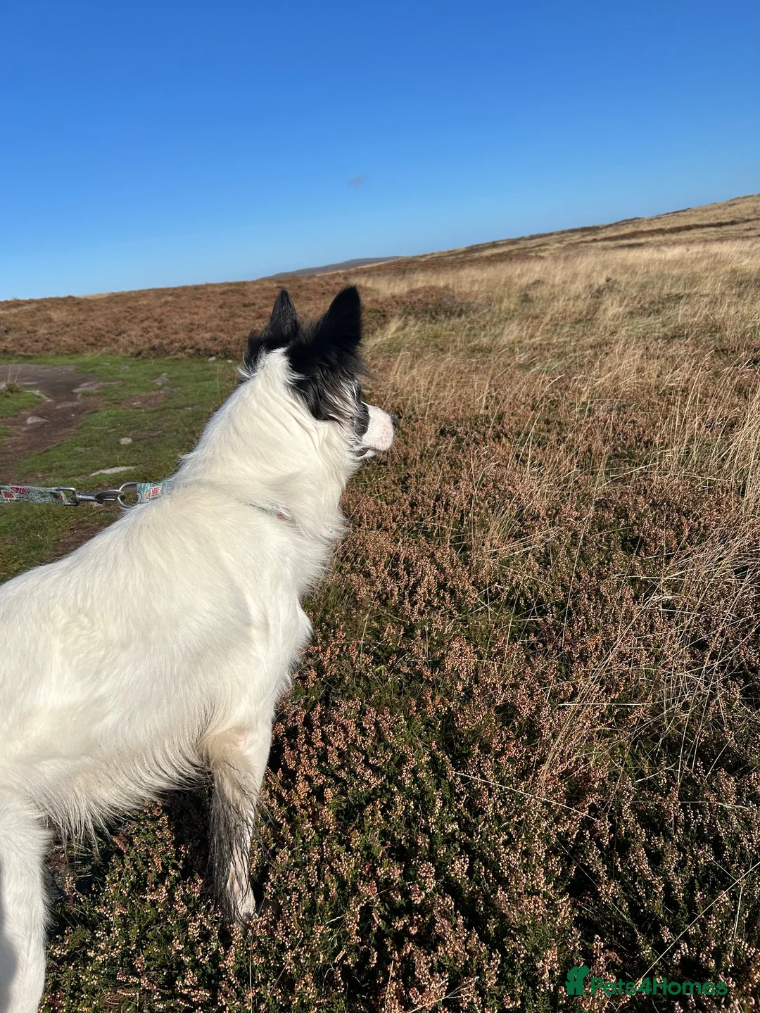 Border Collie dogs for sale: Chase in Barnsley - Advert 2
