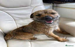Border Terrier dogs for stud: MEET BODIE  in Maidstone - Image 7