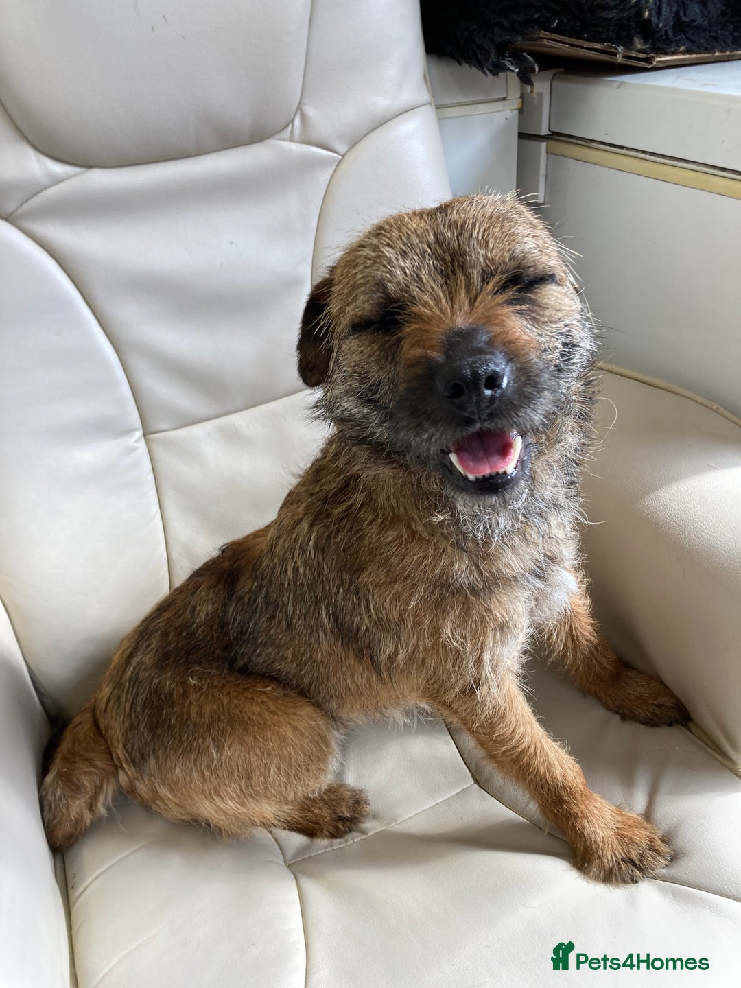Border Terrier dogs for stud: MEET BODIE  in Maidstone - Image 7
