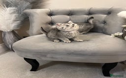 British Shorthair cats for sale: Silver Spotted Full Pedigree Registered BSH - Image 9