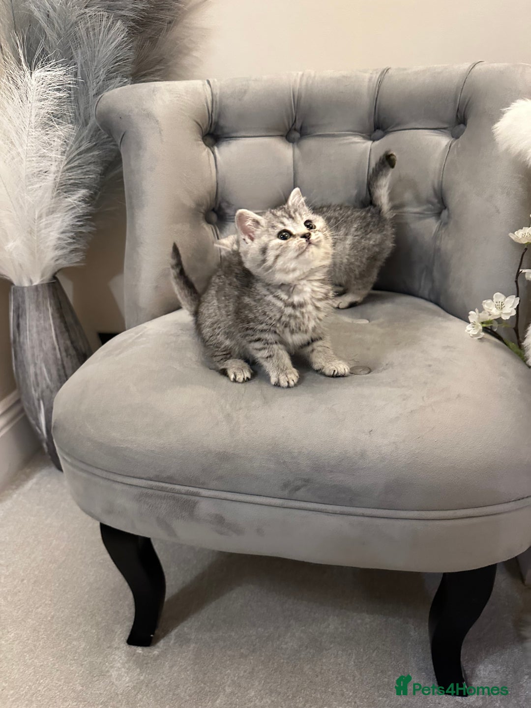 British Shorthair cats for sale: Silver Spotted Full Pedigree Registered BSH - Image 9