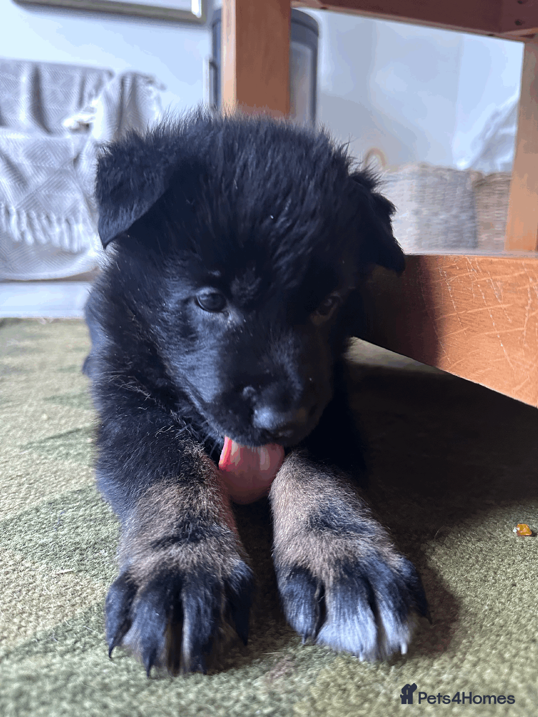 German Shepherd dogs for sale: ONE EXCLUSIVE FEMALE GSD PUP, HOME RARED AND BRED. - Advert 39