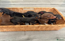 Dobermann dogs for sale: Doberman pups - Image 9