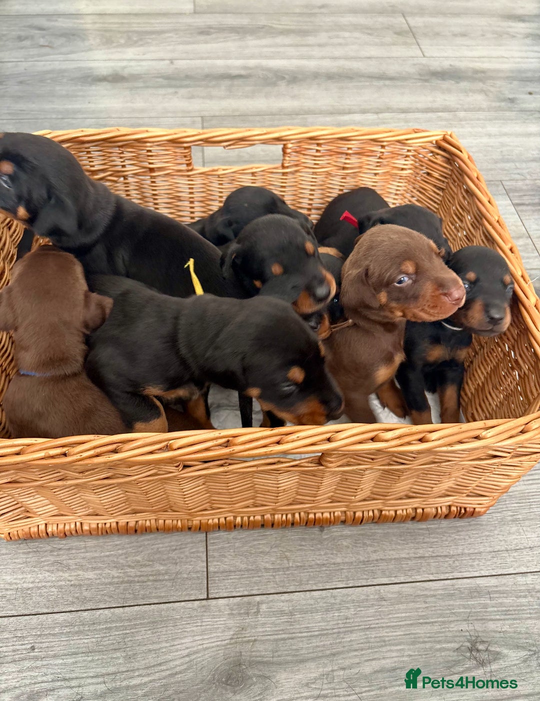 Dobermann dogs for sale: Doberman pups - Image 9