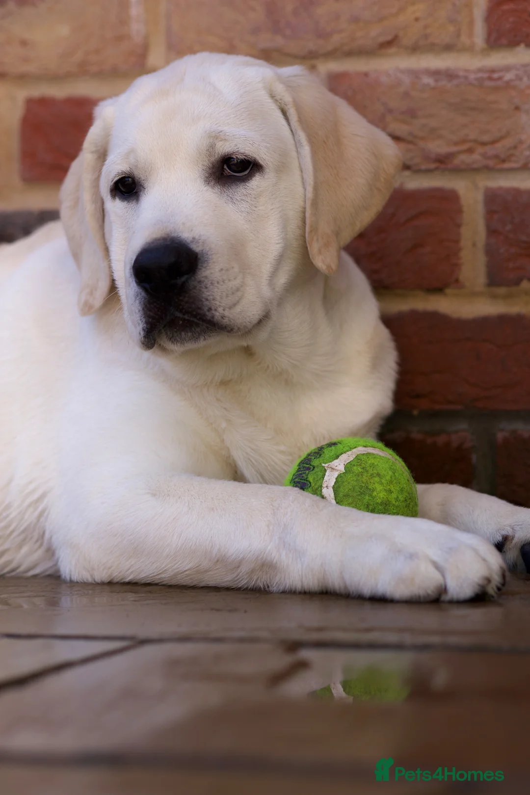 Labrador Retriever dogs for sale: Premium Yellow English Labrador Show Pup  - Advert 4