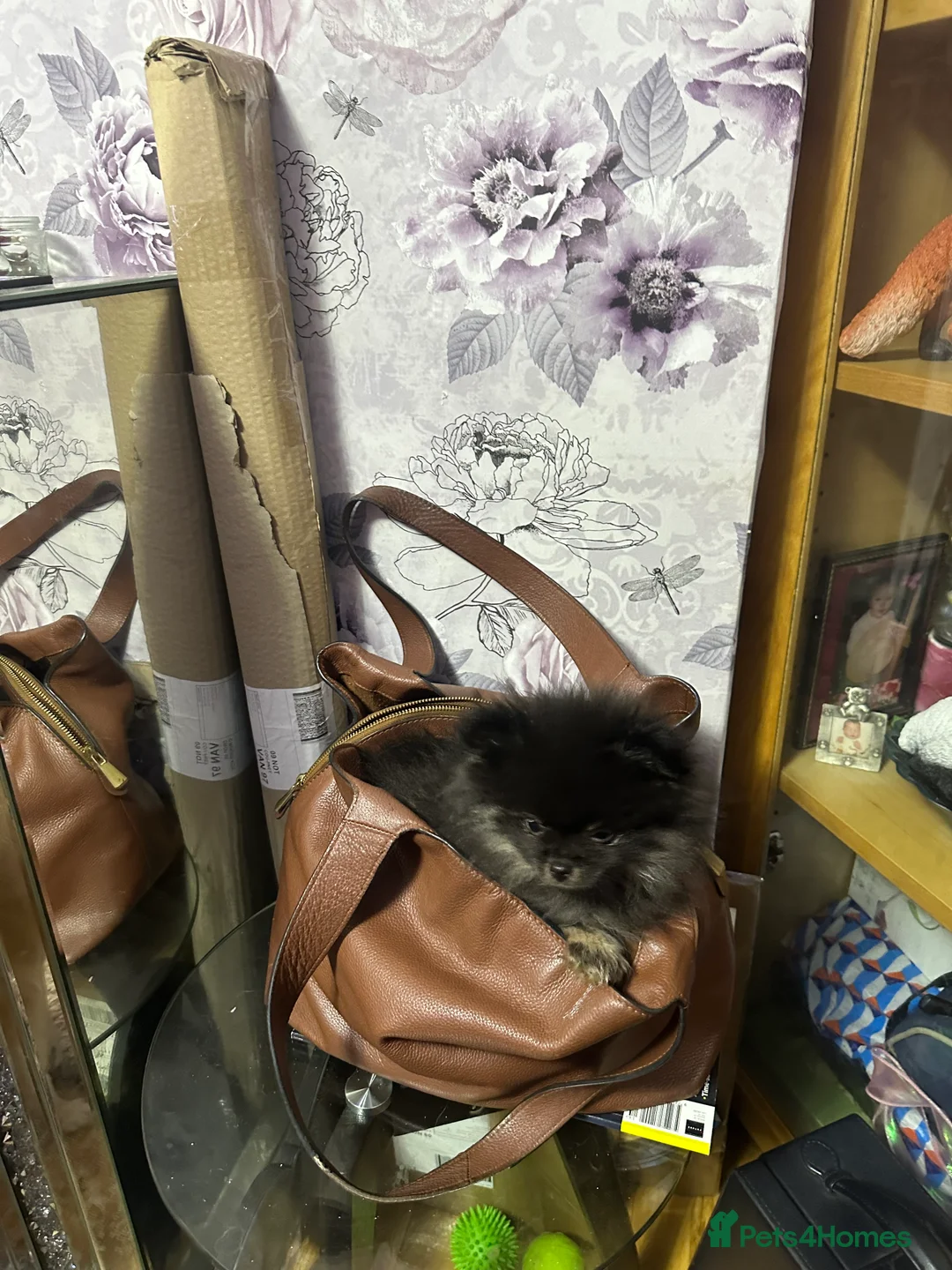 Pomeranian dogs for sale: World smallest teacup Pomeranian puppy - Advert 15