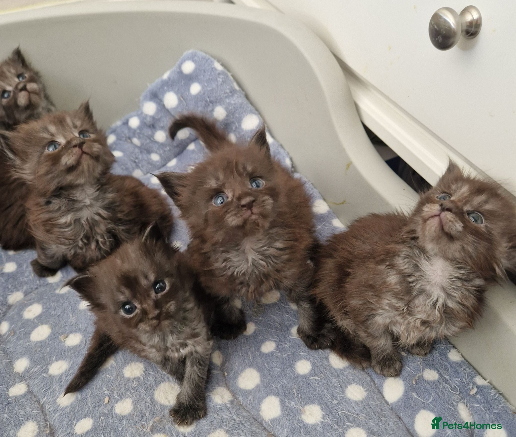 Maine Coon cats Outstanding pedigree mainecoons - Advert 1
