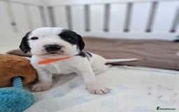 Beagle dogs for sale: BEAGLE X SPANIEL MIX PUPPIES - Image 1