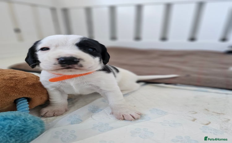 Beagle dogs - Advert 3