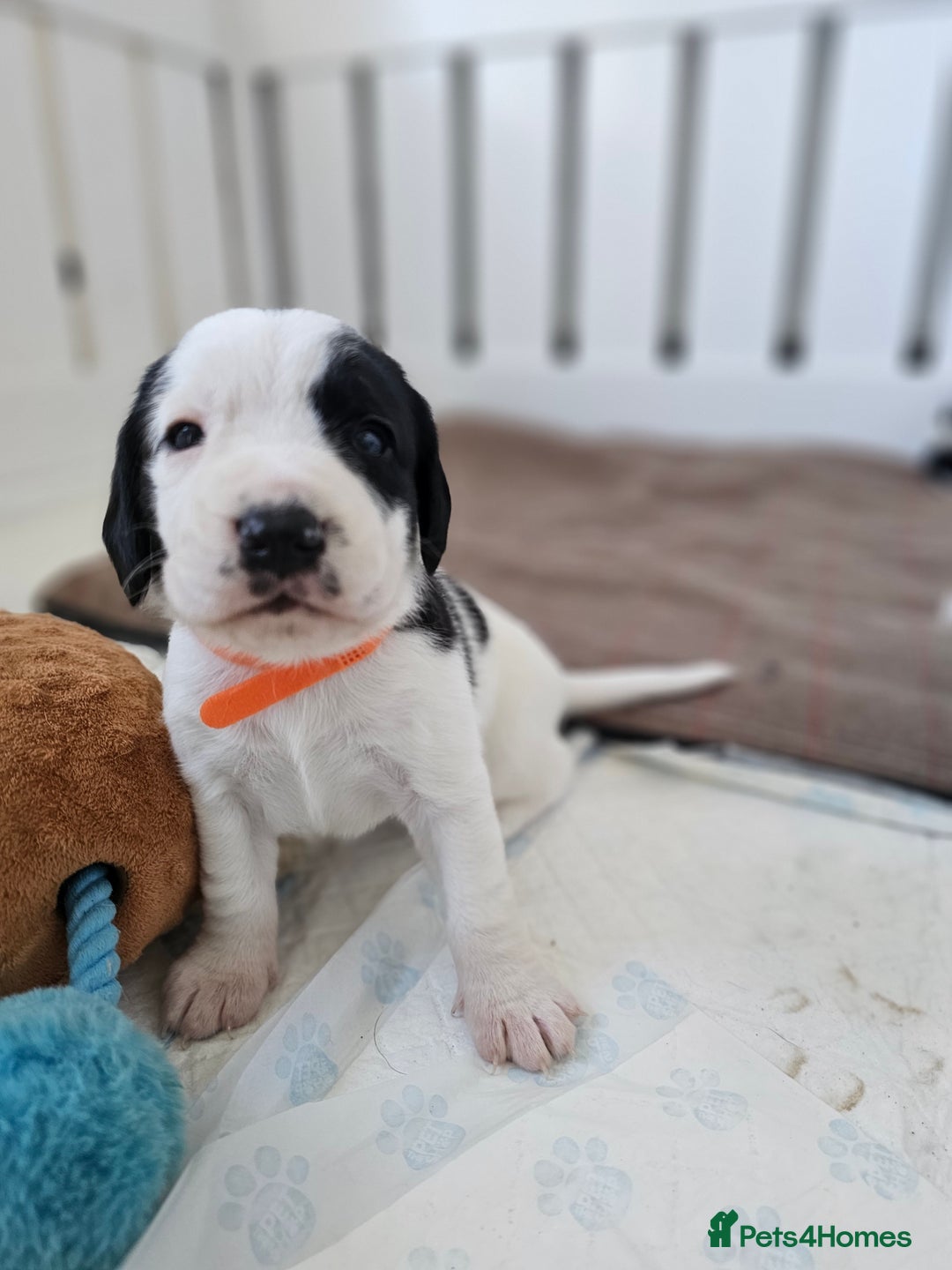 Beagle dogs for sale: BEAGLE X SPANIEL MIX PUPPIES - Image 1