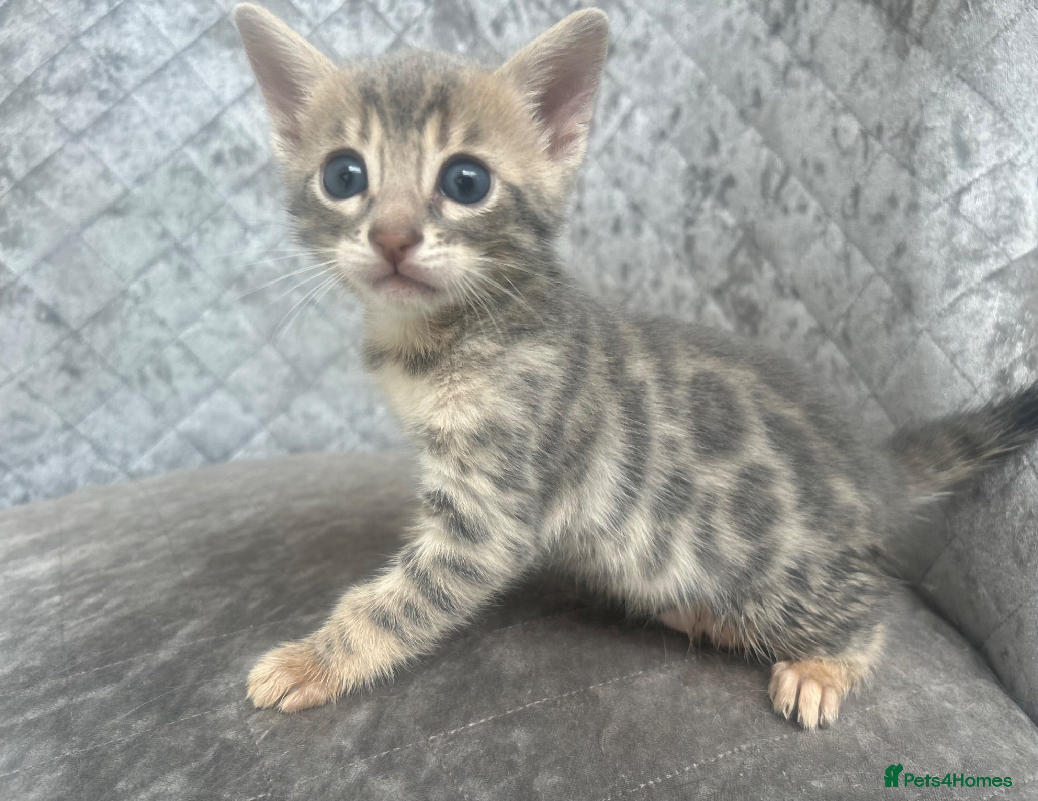Bengal cats Gorgeous litter of TICA registered bengal kittens  - Advert 2