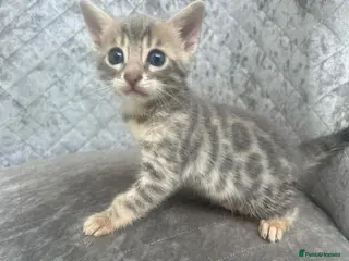 Bengal cats Gorgeous litter of TICA registered bengal kittens - Advert 2