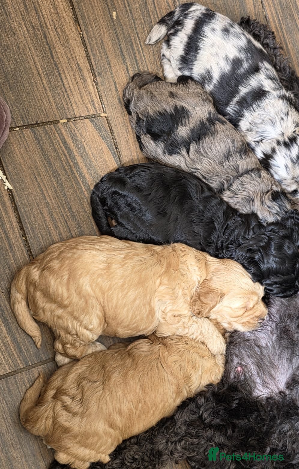 Cockapoo dogs for sale: Vet Health checked Cockapoo Puppies - Advert 3