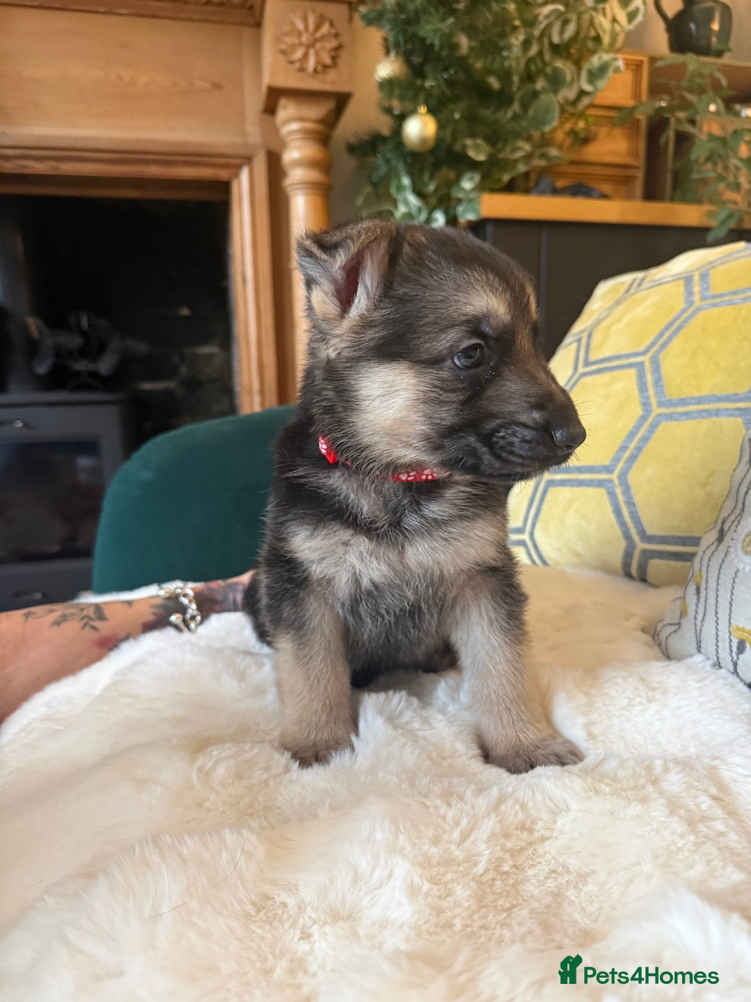 German Shepherd dogs for sale: Stunning German Shepherd Puppies - Advert 14