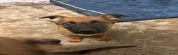 Belgian Shepherd Dog dogs for sale: Belgian malinois puppies - Advert 10