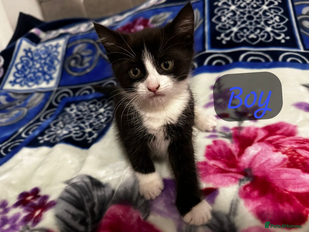 Mixed Breed cats for sale: Kittens looking a new home  - Advert 6