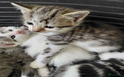 Mixed Breed cats for sale: Beautiful kittens - Image 11