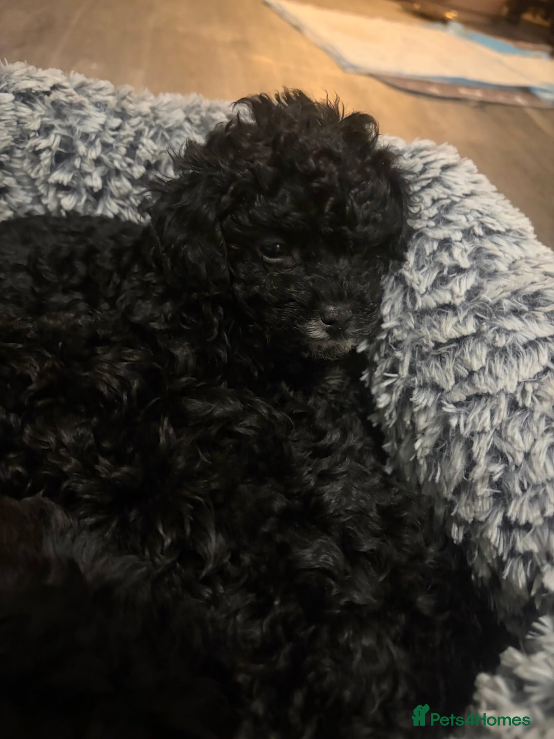 Lhasapoo dogs for sale: Three lhasapoo pups 2 girls & 1 boy  - Advert 16