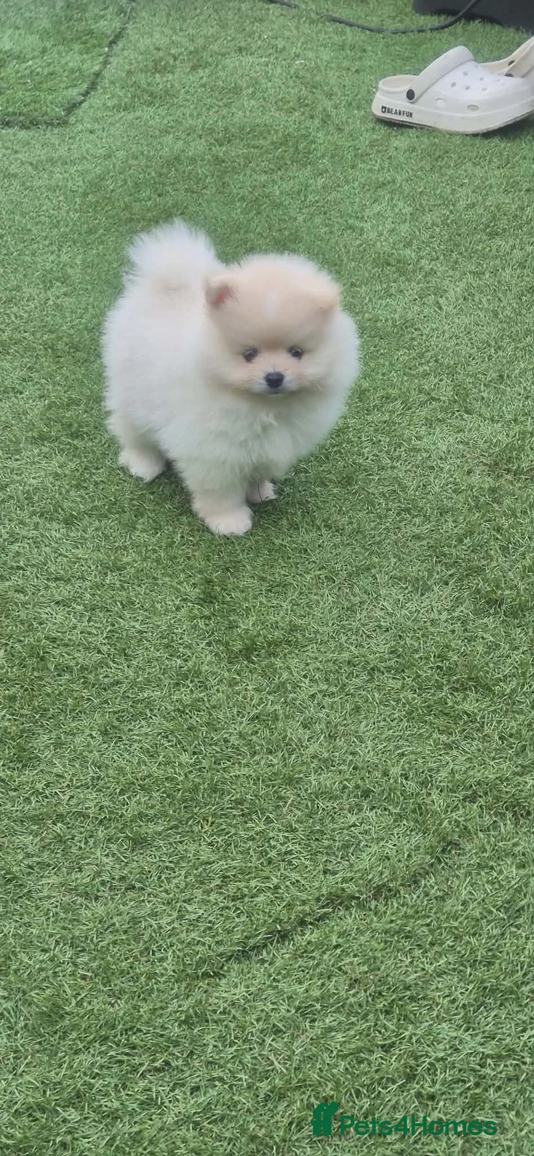 Pomeranian dogs for sale: Pomeranian  ** Teddy face  - Advert 11