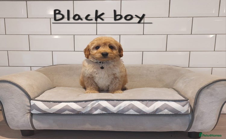 Cavachon dogs Beautiful Cavapoochons 🥰 - Advert 9