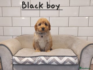 Cavachon dogs Beautiful Cavapoochons 🥰 - Advert 7