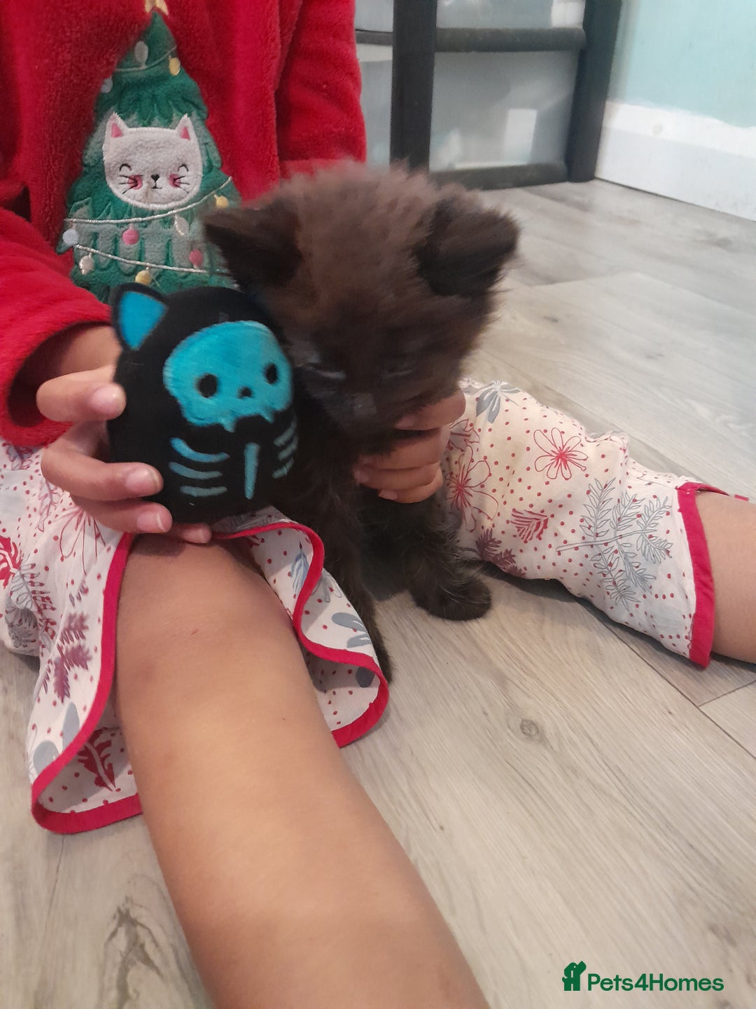 British Shorthair cats for sale: British Shorthair - Image 2