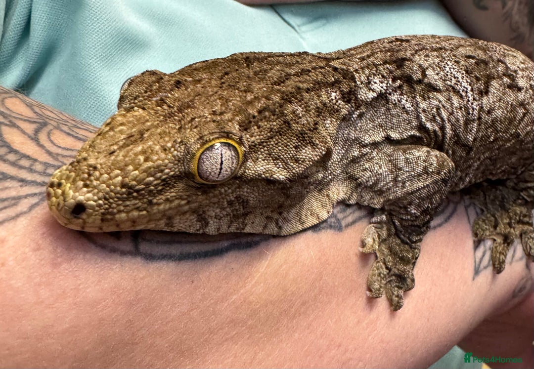 Gecko reptiles for sale: Leachianus Gecko - Advert 1