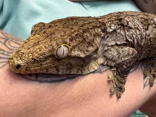 Gecko reptiles Leachianus Gecko - Advert 1