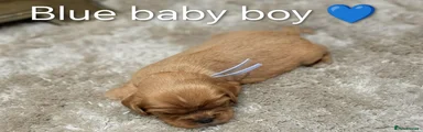 Cavalier King Charles Spaniel 3