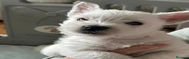 West Highland Terrier Puppy 2