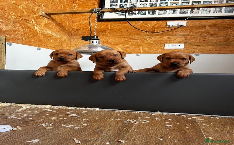 Labrador Retriever dogs - Advert 9