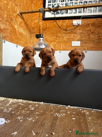 Labrador Retriever dogs - Advert 3