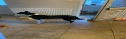 Border Collie dogs for sale: Beautiful luna - Advert 3