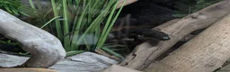 Rat Snake reptiles for sale: Russian rat snake female  in Andover - Advert 6