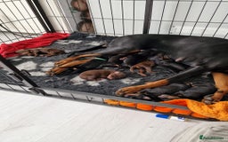 Dobermann dogs for sale: Doberman puppies - Image 3