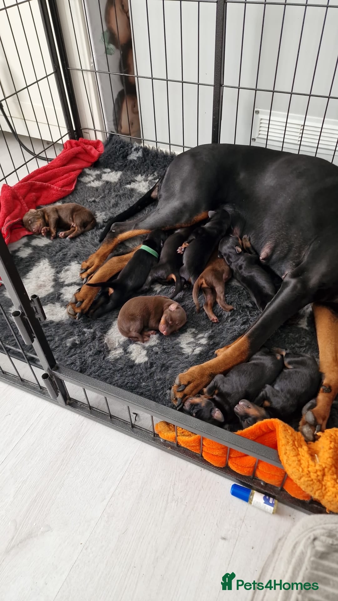 Dobermann dogs for sale: Doberman puppies - Image 3