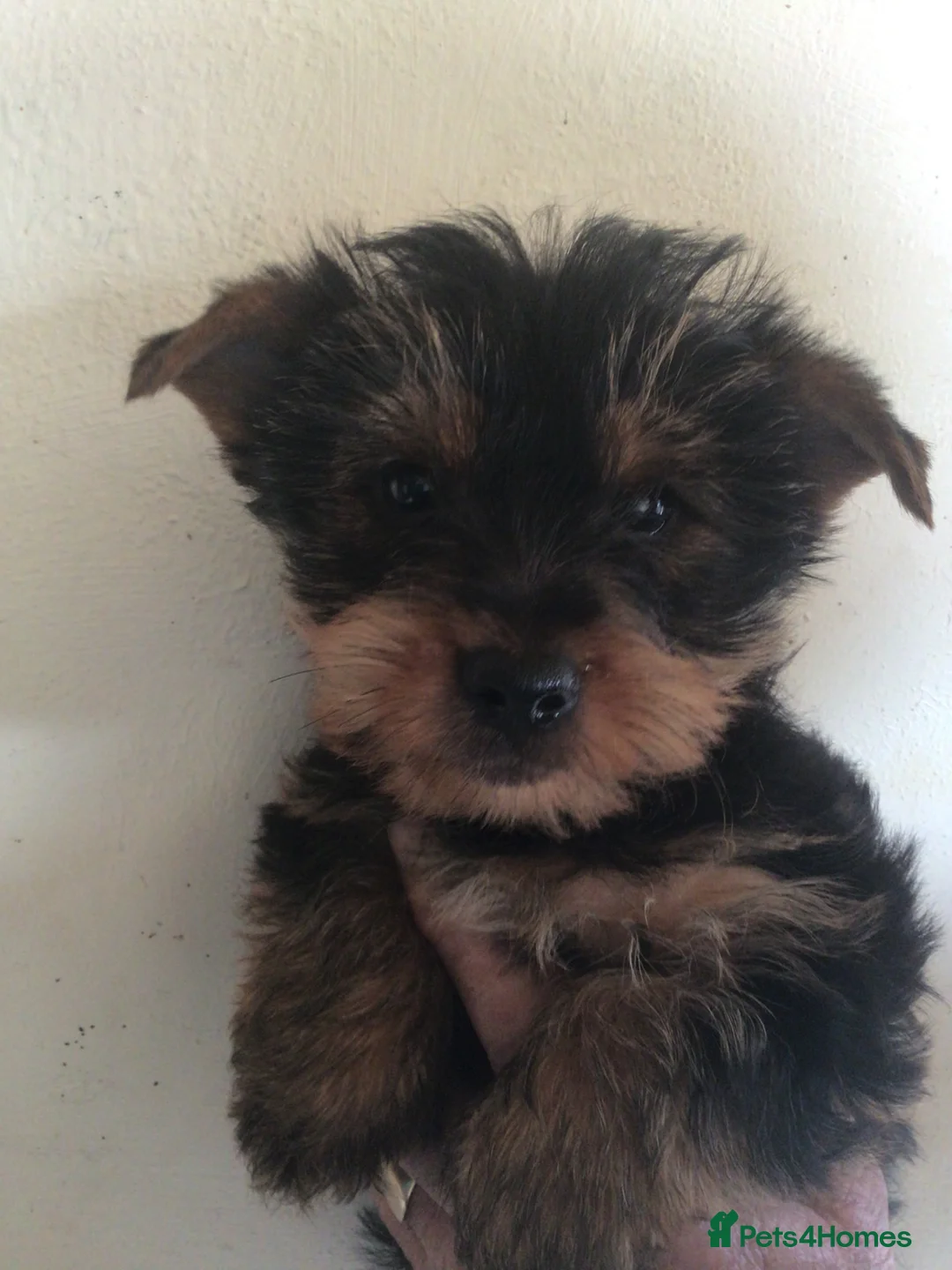 Yorkshire Terrier dogs for sale: 2 male Yorkshire Terrier puppies for sale  - Advert 1