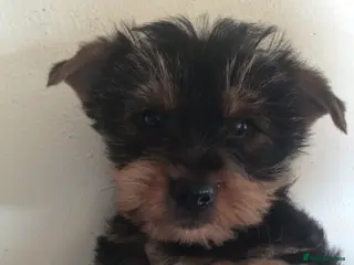 Yorkshire Terrier dogs 2 male Yorkshire Terrier puppies for sale - Advert 1