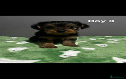 Yorkshire Terrier dogs for sale: Yorkshire terrier puppies  - Image 1
