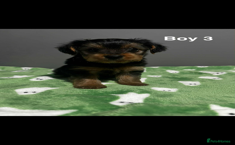 Yorkshire Terrier dogs - Advert 5