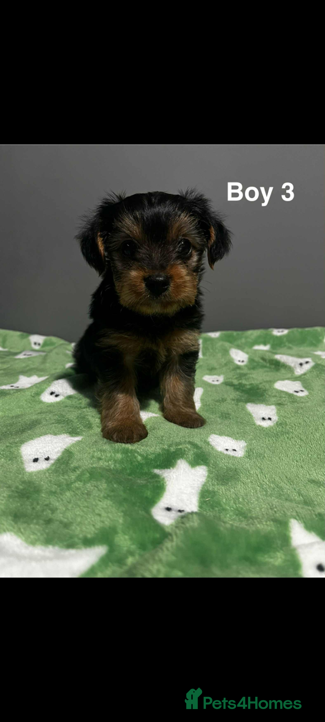 Yorkshire Terrier dogs for sale: Yorkshire terrier puppies  - Image 1