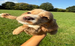 Cocker Spaniel dogs for sale: Worker cocker spaniel puppies for sale  - Image 10