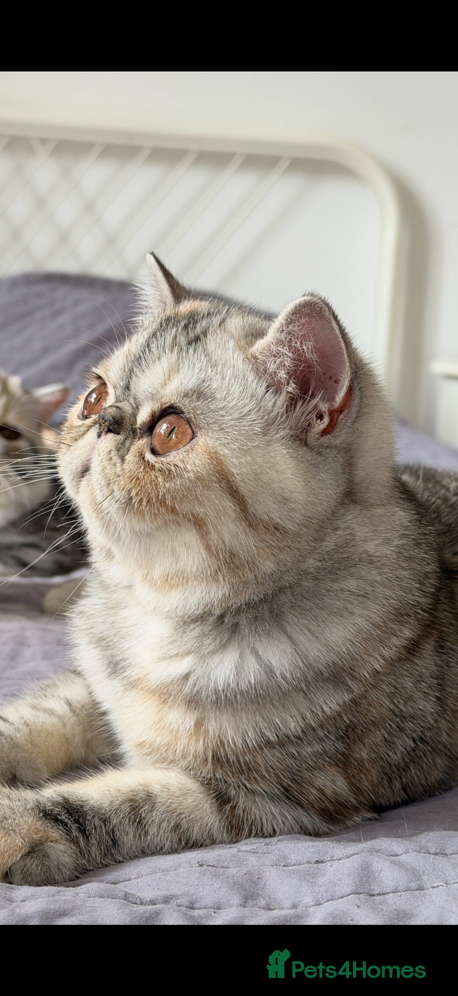 Exotic cats Gorgeous GCCF reg. kittens from Champions parents  - Advert 14