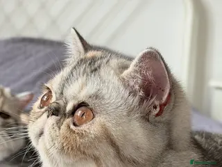 Exotic cats Gorgeous GCCF reg. kittens from Champions parents - Advert 1