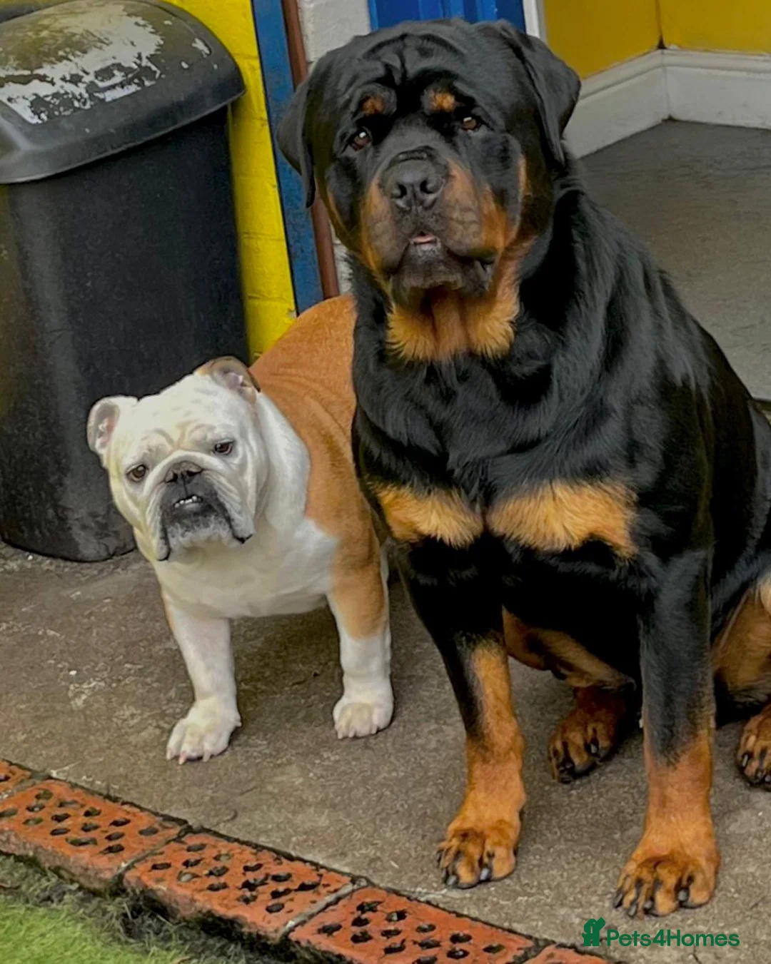 Rottweiler dogs for stud: CH Kayshillblue Zeus of Lorayla JW  in Motherwell - Advert 10