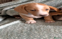 Miniature Dachshund dogs for sale: Shaded red miniature dachshund for sale - Image 3