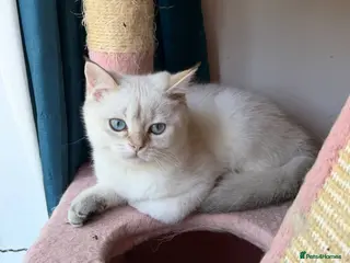British Longhair cats Stunning White British Kittens Vaccinated - Advert 10