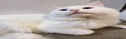 Turkish Angora cats for sale: Beautiful Turkish Angora Cat  in London - Advert 4
