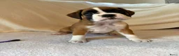 Boxer dogs for sale: *** 22 Championships between parents *** in Newbury - Advert 20